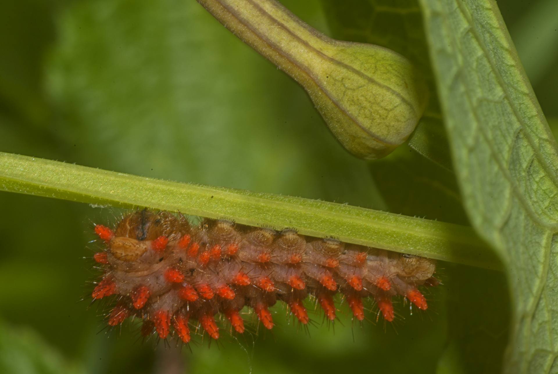 La Zerynthia cassandra